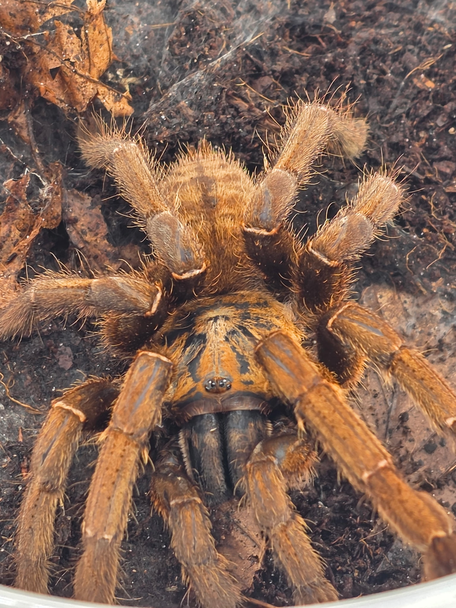 Tarantula
